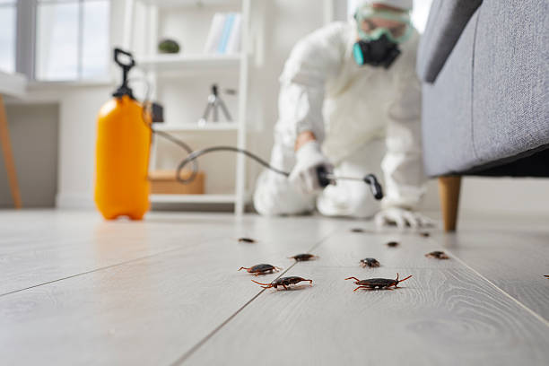 Commercial Kitchen Cockroach Control in Versailles